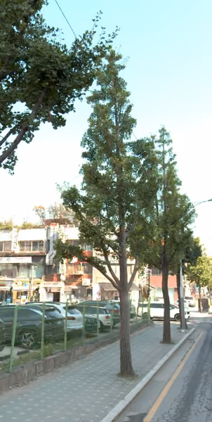 tree photo