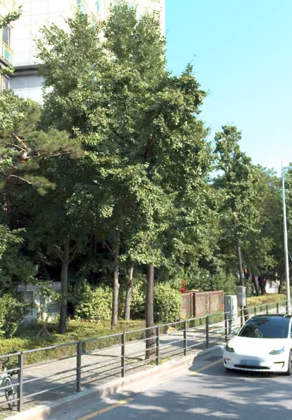 tree photo