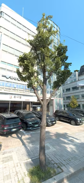 tree photo