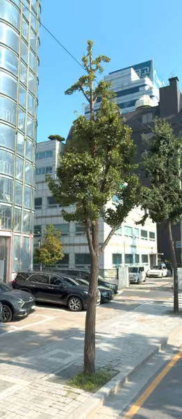 tree photo
