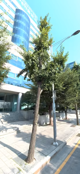 tree photo