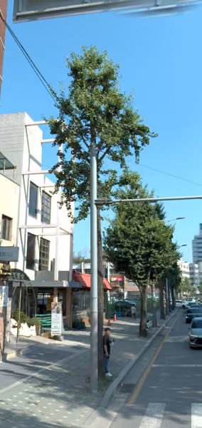 tree photo