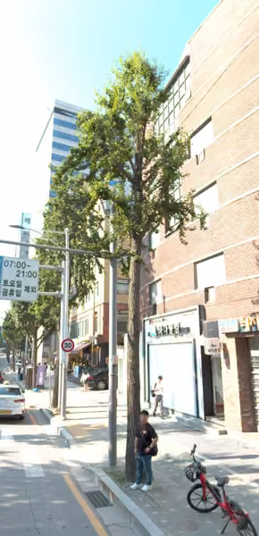 tree photo