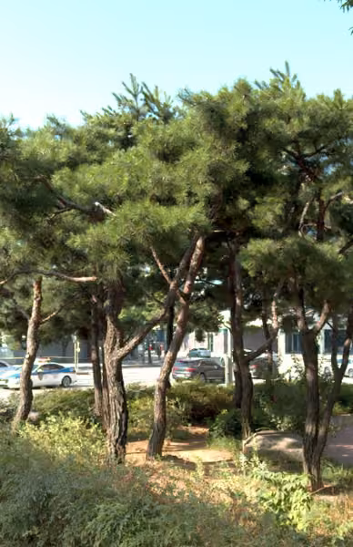 tree photo