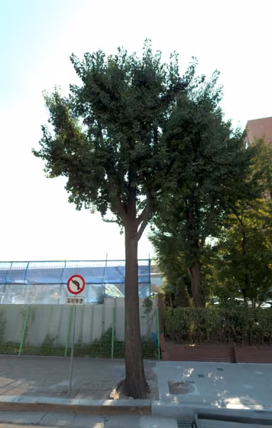 tree photo