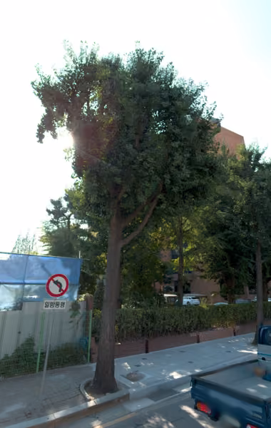 tree photo
