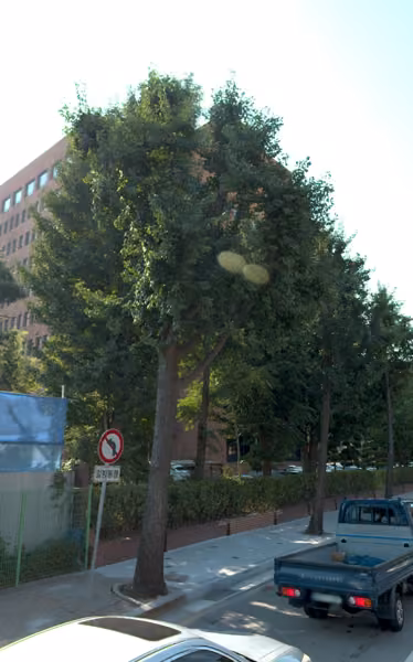 tree photo