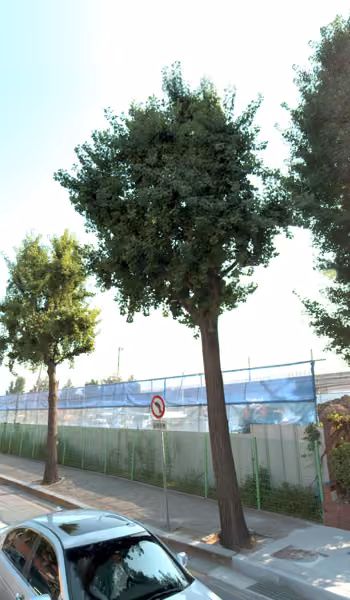 tree photo