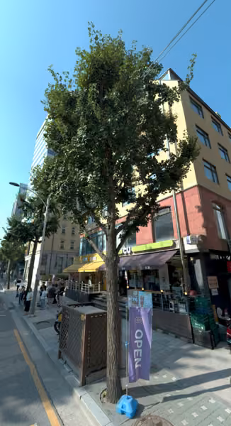 tree photo