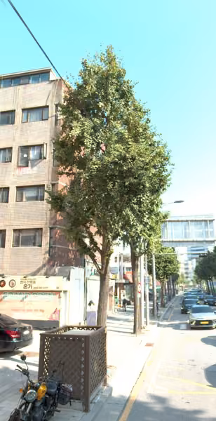 tree photo