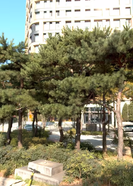 tree photo
