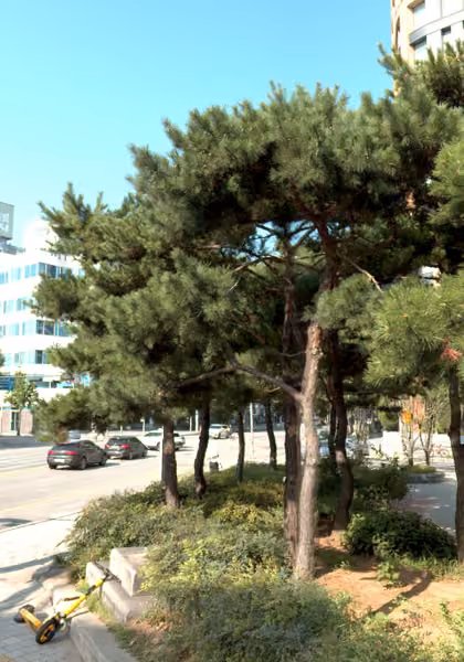 tree photo