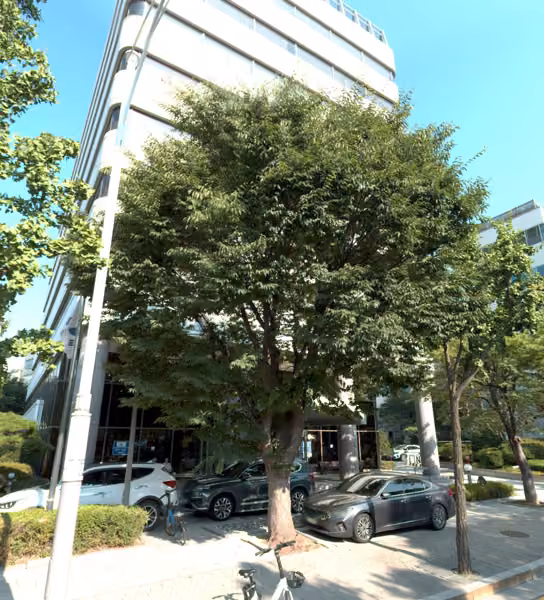 tree photo
