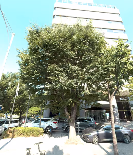 tree photo