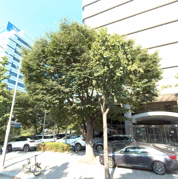 tree photo