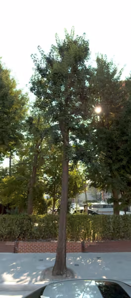 tree photo