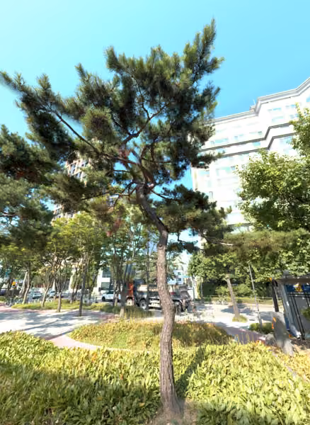 tree photo