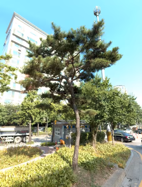 tree photo