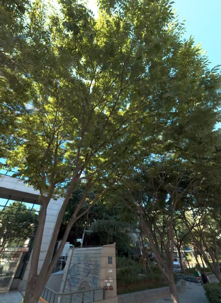tree photo