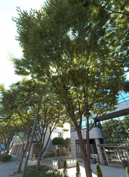tree photo