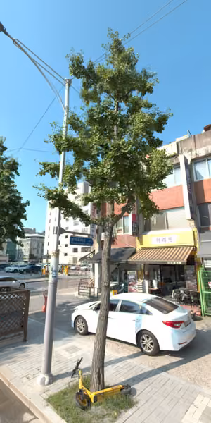 tree photo