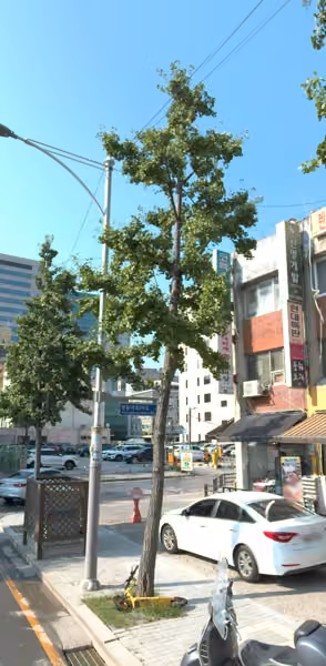 tree photo