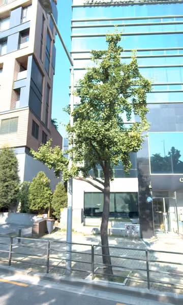 tree photo