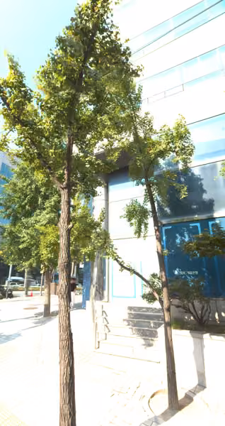 tree photo