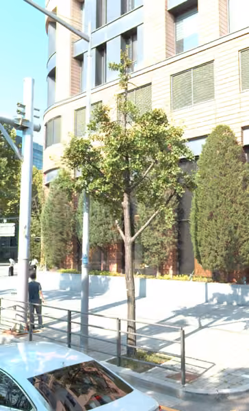 tree photo