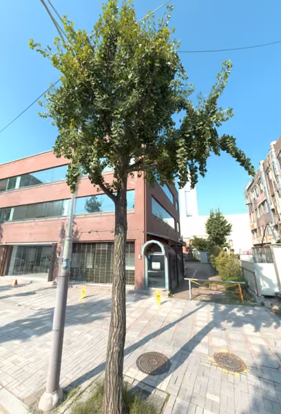 tree photo