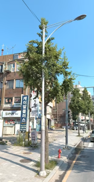 tree photo