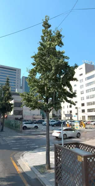 tree photo