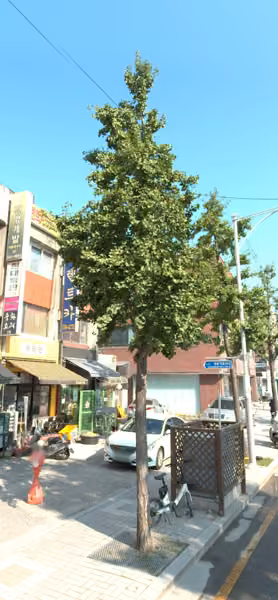 tree photo