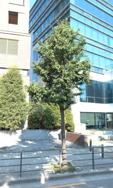 tree photo
