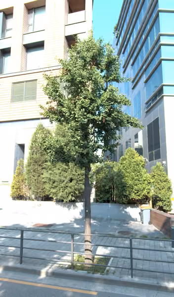 tree photo