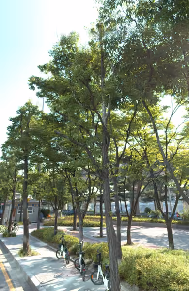 tree photo
