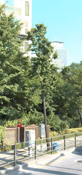 tree photo