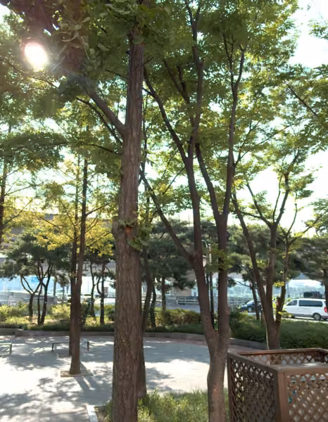 tree photo