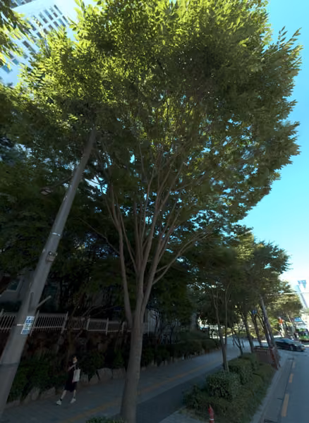 tree photo