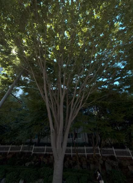 tree photo