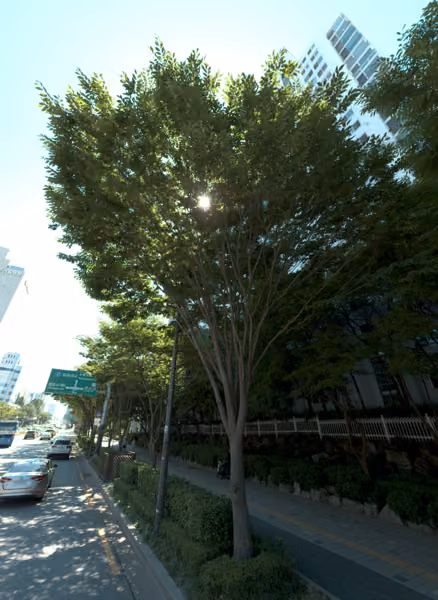 tree photo
