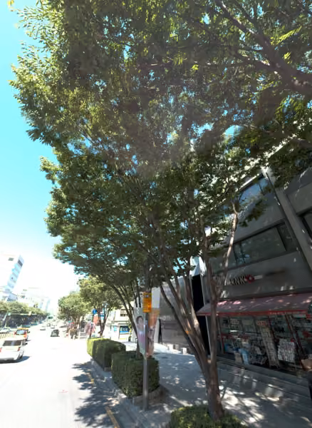 tree photo