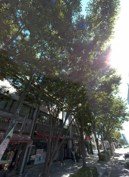 tree photo
