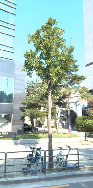 tree photo