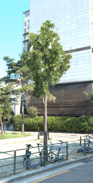 tree photo