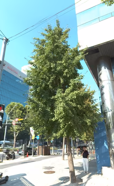 tree photo