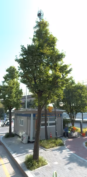 tree photo