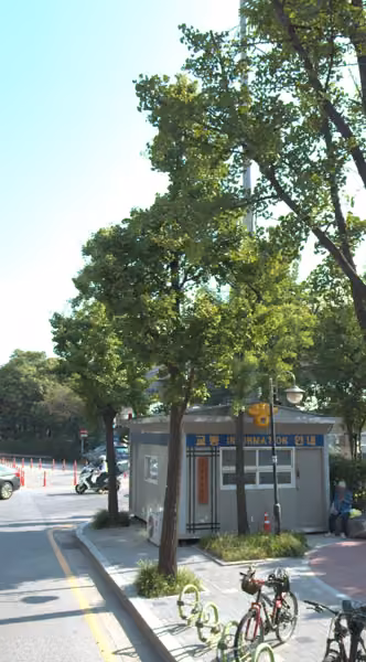tree photo