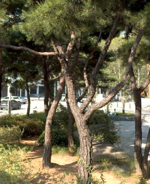 tree photo