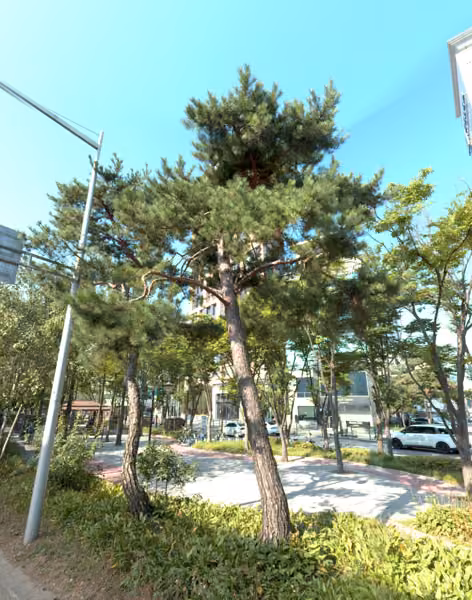 tree photo